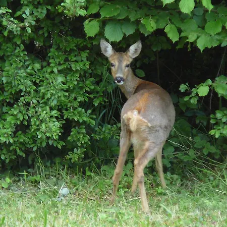 Am Krippenhof Apartment *