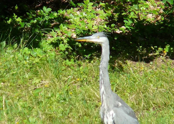 Lejlighed Am Krippenhof Baden-Baden